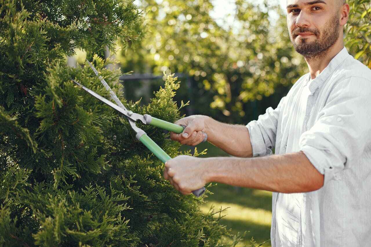 Best Dead Tree Removal  in Zephyrhills, FL